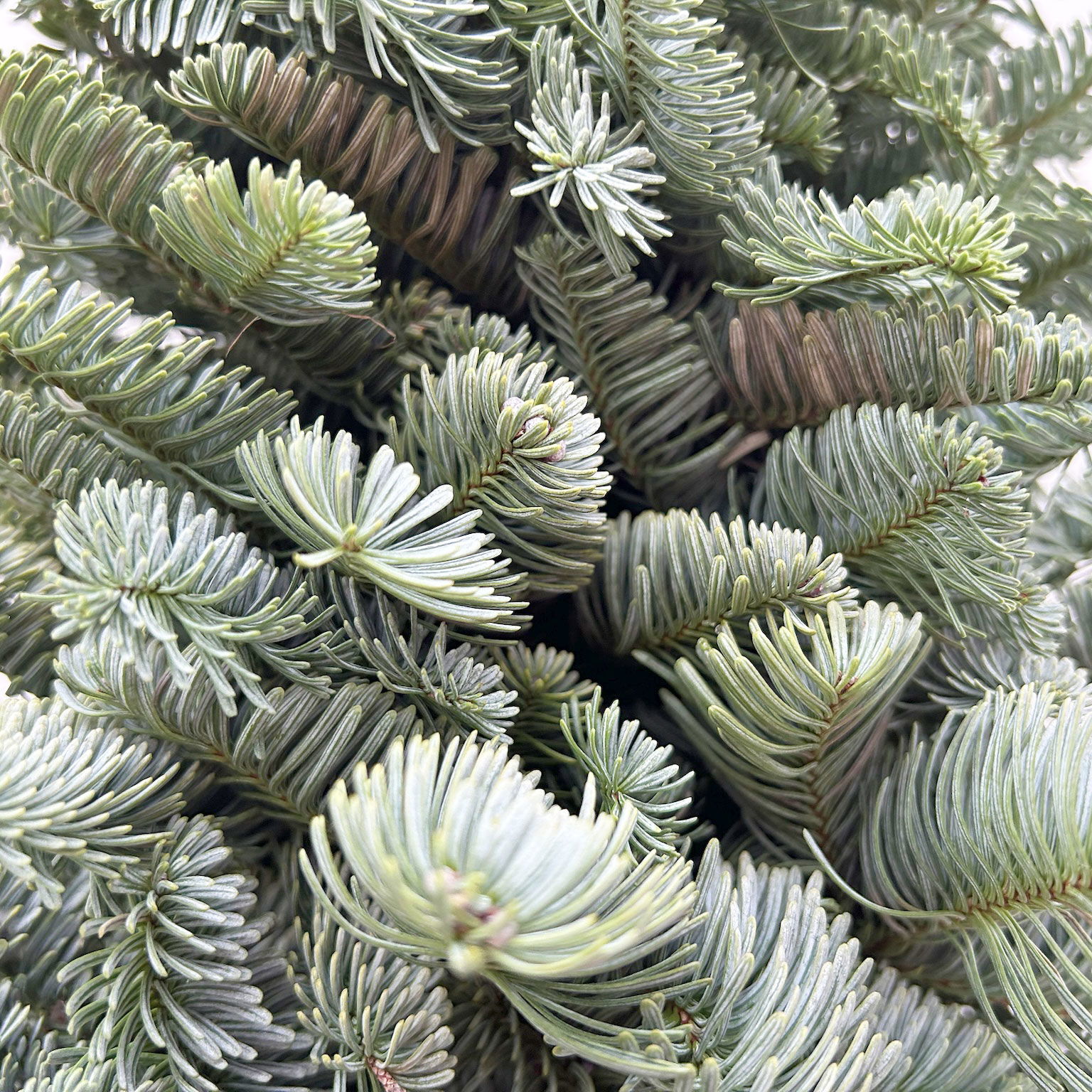 gebundener Baum aus echter Nobilistanne auf Stamm, Höhe ca. 80 cm