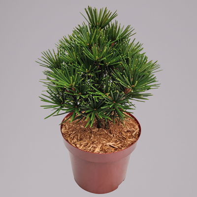 Zwergschirmtanne 'Kobito', Höhe 25-30 cm, Topf 5 Liter Zwergschirmtanne 'Kobito', Höhe 25-30 cm, Topf 5 Liter