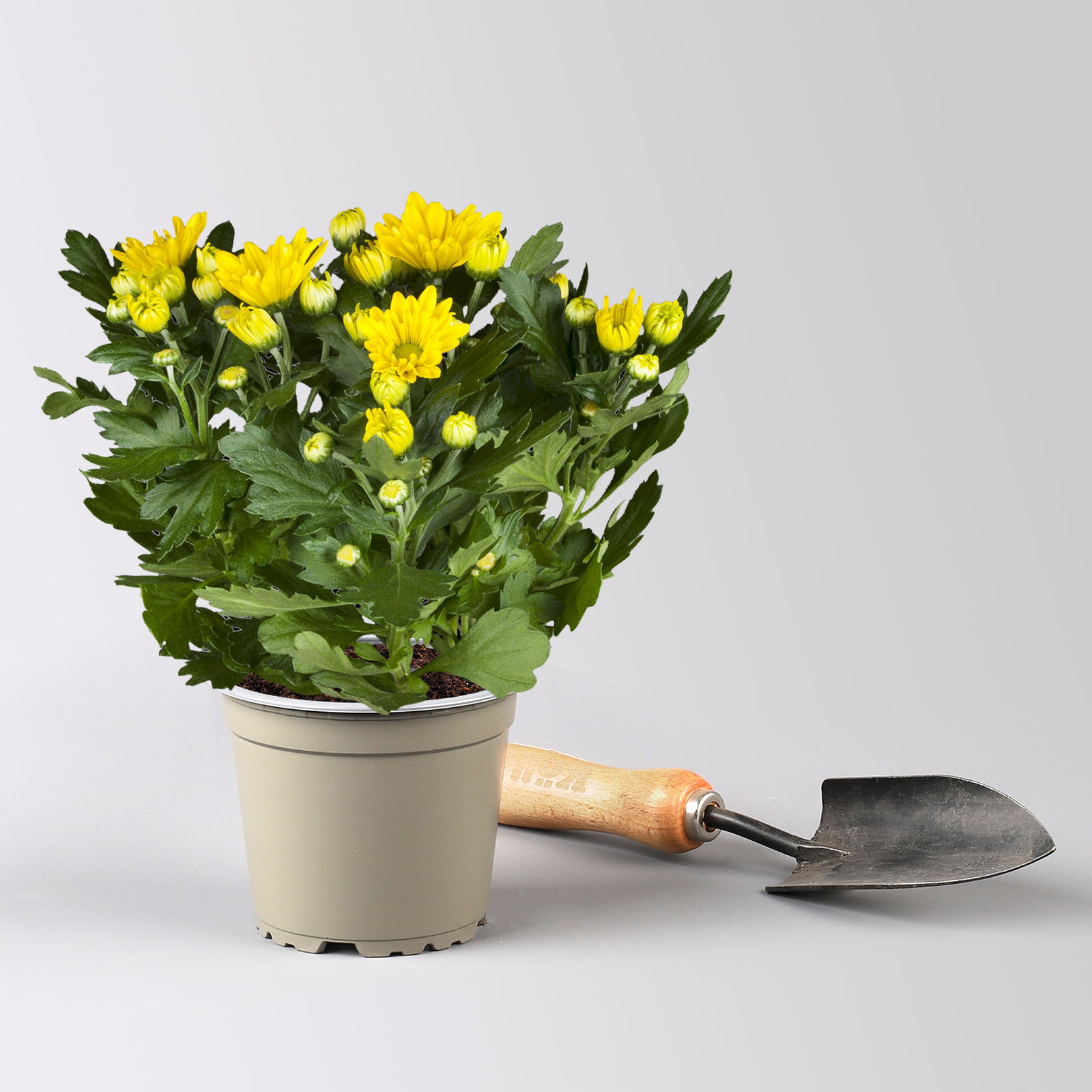 Chrysanthemen, gelb, Topf-Ø 12 cm, 6 Pflanzen Chrysanthemen, gelb, Topf-Ø 12 cm, 6 Pflanzen