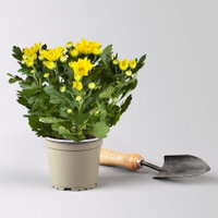 Chrysanthemen, gelb, Topf-Ø 12 cm, 6 Pflanzen Chrysanthemen, gelb, Topf-Ø 12 cm, 6 Pflanzen