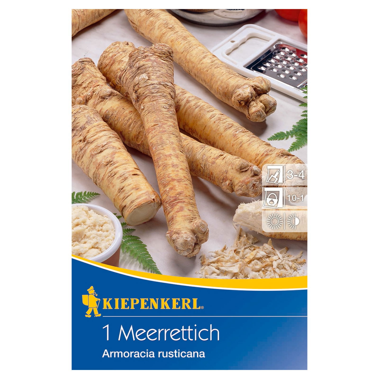 Kiepenkerl Meerrettich 'Armoracia rusticana', braun