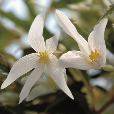 Begonie 'SUMMERWINGS™ White' weiß, Topf-Ø 13 cm, 6er-Set Begonie 'SUMMERWINGS™ White' weiß, Topf-Ø 13 cm, 6er-Set