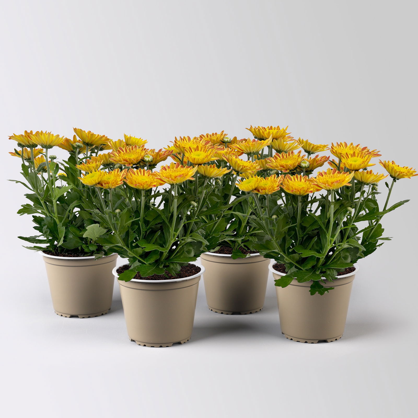 Chrysantheme 'Artistic Pomona' orange-gelb, Topf-Ø 14 cm, 4 Stück