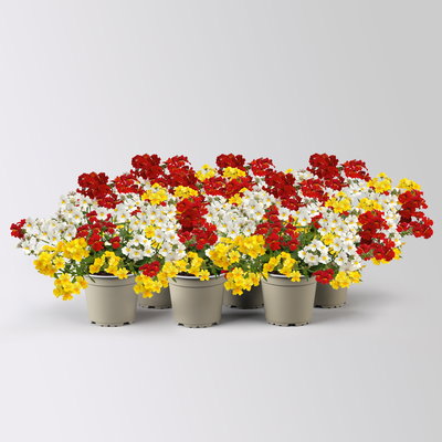 Nemesie 'Trio', weiß-gelb-rot, Topf-Ø 12/13 cm, 6 Pflanzen