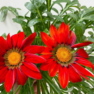 Mittagsgold Farbe zufällig, Topf-Ø 12 cm, 6er-Set Mittagsgold Farbe zufällig, Topf-Ø 12 cm, 6er-Set