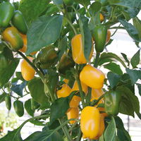 Snack-Paprika 'Midinor Red', 'Snackor Yellow', 'Snackor Orange' inkl. Greenbar®