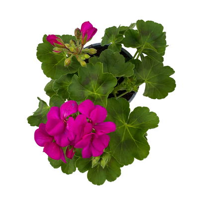 Geranie lila, stehend, Topf-Ø ca. 10,5 cm, 8 Pflanzen