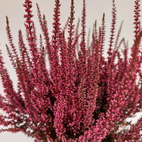 Knospenheide 'Picasso', rot gefärbt, Topf-Ø 12 cm, 6 Pflanzen
