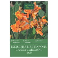 Kölles Beste Indisches Blumenrohr 'Carnaval', orange, 1 Blumenzwiebel