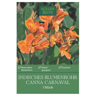 Kölles Beste Indisches Blumenrohr 'Carnaval', orange, 1 Blumenzwiebel