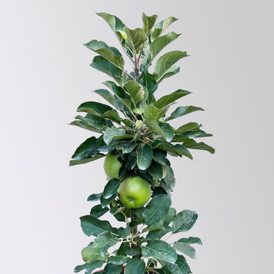 Kölle Bio Säulenapfel 'Rhapsodie'Ⓢ, Unterlage MM 111,  Topf 10 Liter