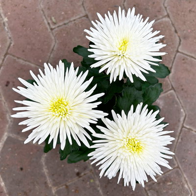 Chrysantheme 'Anastasia', weiß, großblumig, Topf-Ø 13 cm, 3 Pflanzen Chrysantheme 'Anastasia', weiß, großblumig, Topf-Ø 13 cm, 3 Pflanzen