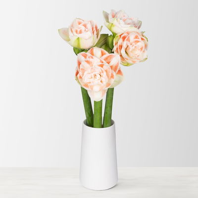 3 cremeweiß-rosa gefüllte Amaryllis 'Nymph' 3 cremeweiß-rosa gefüllte Amaryllis 'Nymph'