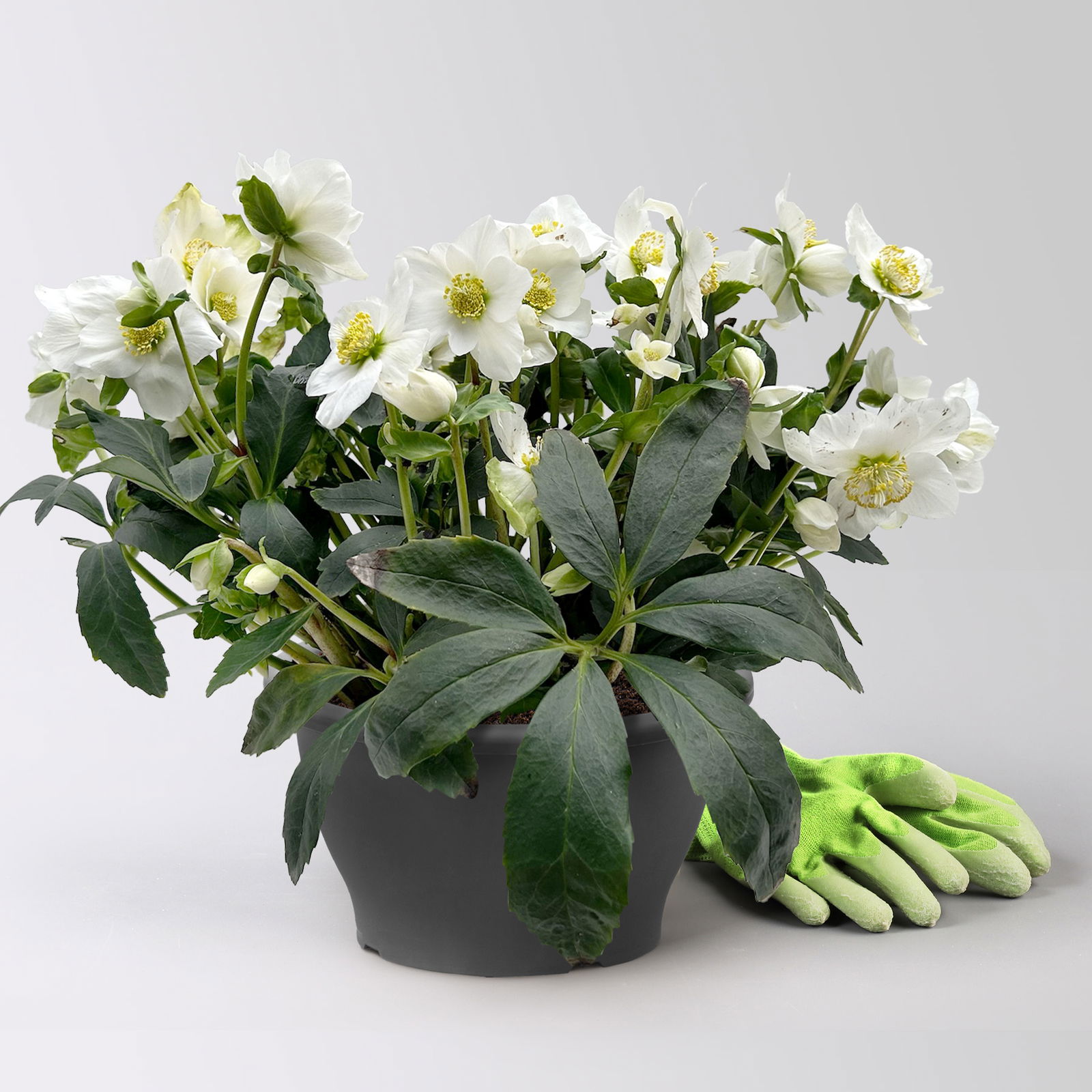 Christrose 'Wintersun', weiß, Schalen-Ø 27 cm