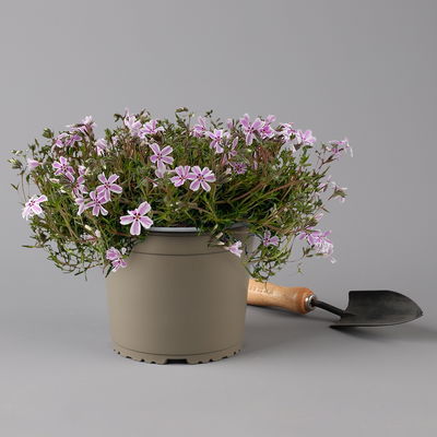 Kölles Beste Polster-Flammenblume 'Candy Stripes' rosa-weiß, 3 Liter Topf