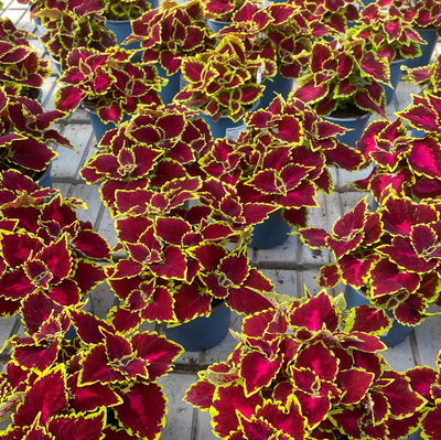 Buntnessel 'Hollywood Boulevard', dunkelrot-pink-grün, Topf-Ø 12 cm, 6 Pflanzen