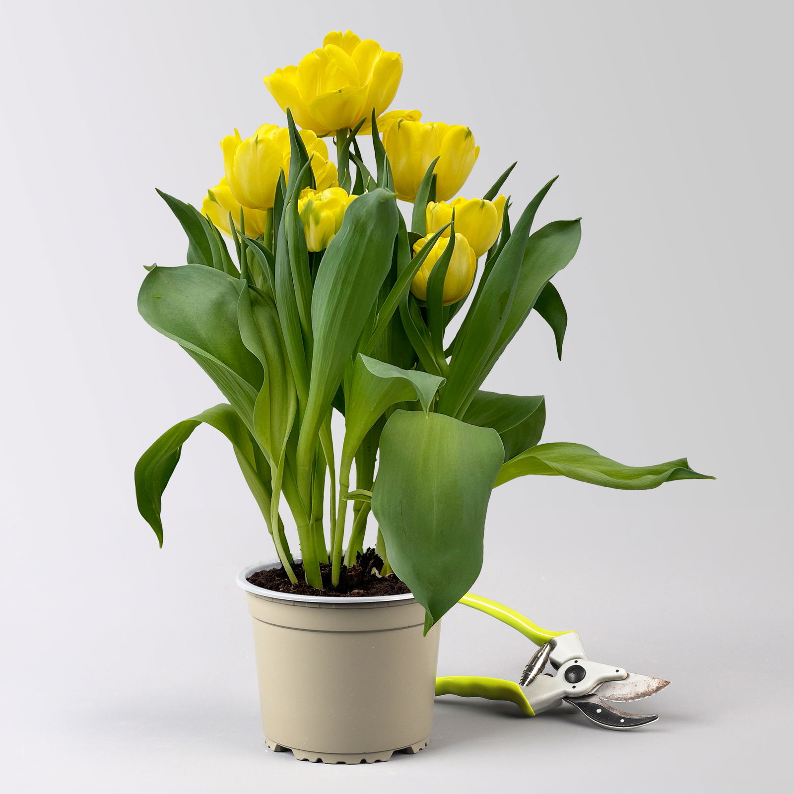 Tulpe, gelb, gefüllt, vorgetrieben, Topf-Ø 15 cm, 3 Pflanzen Tulpe, gelb, gefüllt, vorgetrieben, Topf-Ø 15 cm, 3 Pflanzen