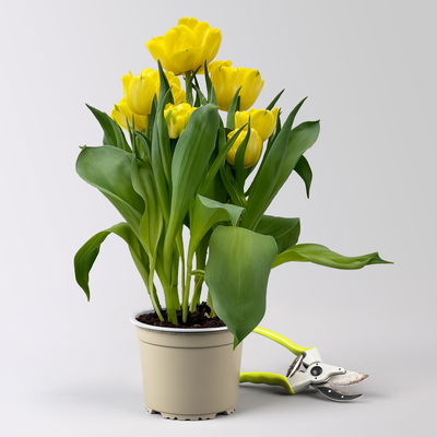 Tulpe, gelb, gefüllt, vorgetrieben, Topf-Ø 15 cm, 3 Pflanzen Tulpe, gelb, gefüllt, vorgetrieben, Topf-Ø 15 cm, 3 Pflanzen