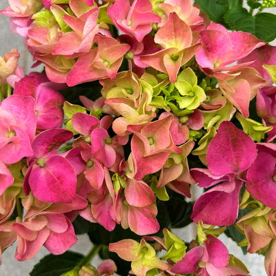 Hortensie rosa, mind. 3 Dolden, Topf-Ø 10 cm, Höhe ca. 20 cm, 3 Pflanzen Hortensie rosa, mind. 3 Dolden, Topf-Ø 10 cm, Höhe ca. 20 cm, 3 Pflanzen