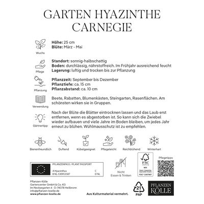 Garten-Hyazinthen 'Carnegie', weiß, 5 Blumenzwiebeln Garten-Hyazinthen 'Carnegie', weiß, 5 Blumenzwiebeln