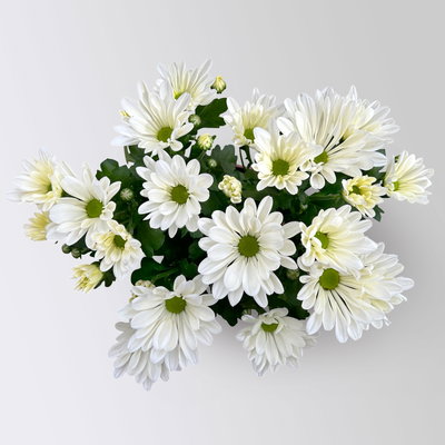 Chrysanthemen, weiß, Topf-Ø 12 cm, 6 Pflanzen Chrysanthemen, weiß, Topf-Ø 12 cm, 6 Pflanzen