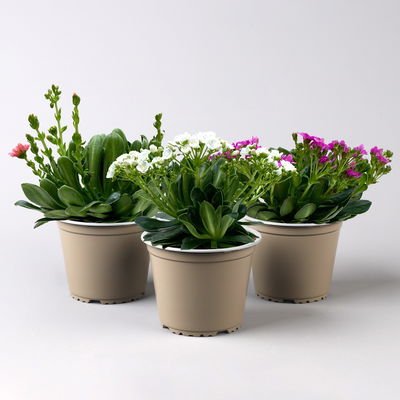 Lewisia cotyledon, Farben zufällig, Topf-Ø 12 cm, 3er-Set