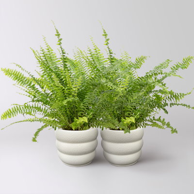 Schwertfarn 'Green Lady', Topf-Ø 12cm, im Keramiktopf Byron, 2 Pflanzen