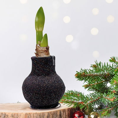 Amaryllis in Wachs, Dekor 'Pullover Fashionz Pattern' zufällig, Blüte rot Amaryllis in Wachs, Dekor 'Pullover Fashionz Pattern' zufällig, Blüte rot