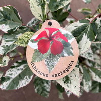 Hibiskus 'Variegata' rot, Busch, Topf-Ø 19 cm, Höhe ca. 50 cm