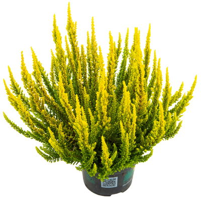 Besenheide SKYLINE®, gelb, Topf-Ø 13 cm, 3 Pflanzen