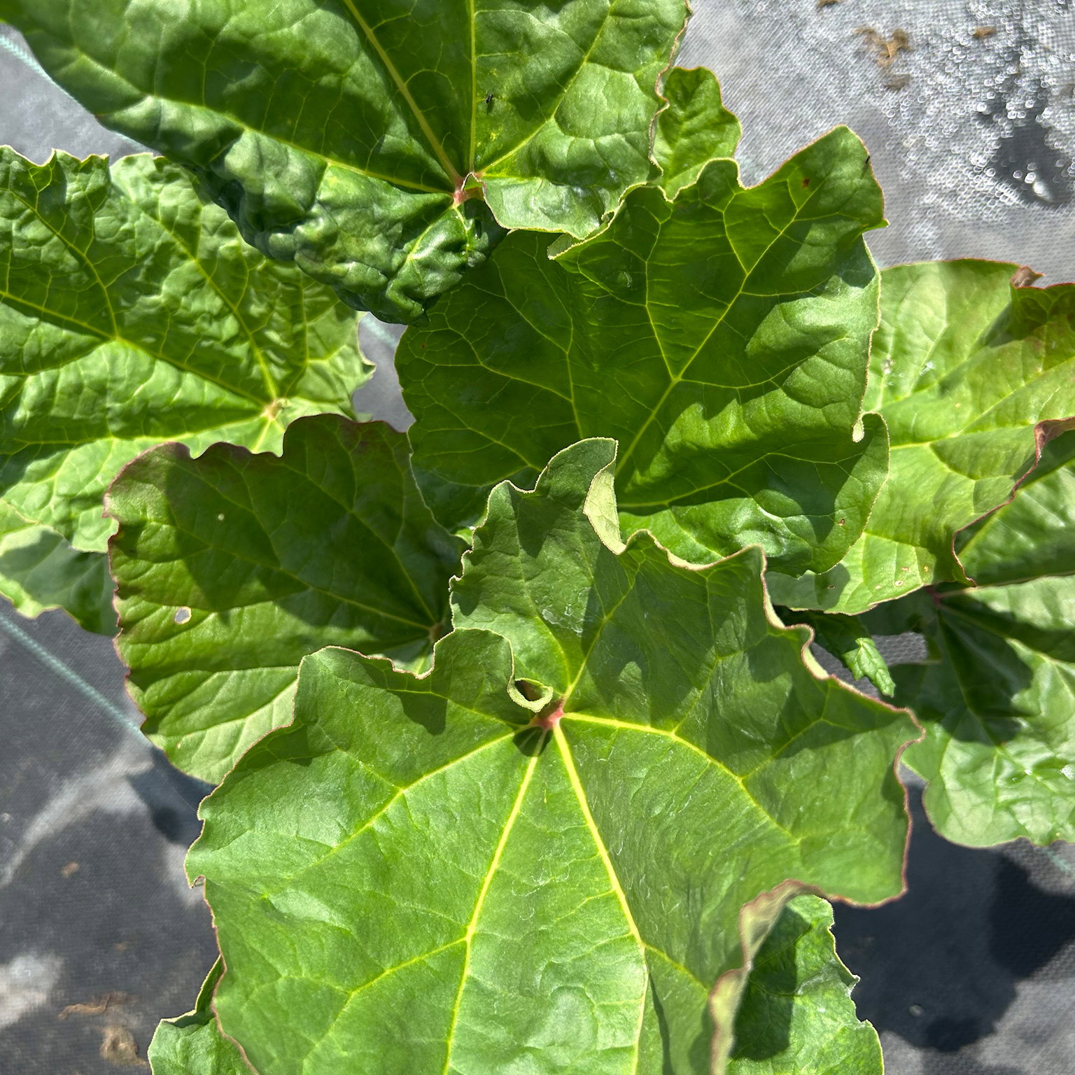 Kölle Bio Rhabarber 'Red Champagne', rosa Fruchtfleisch, Topf 3 l Kölle Bio Rhabarber 'Red Champagne', rosa Fruchtfleisch, Topf 3 l