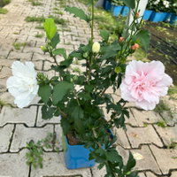 Duo-Gartenhibiskus 'White Chiffon®' und 'Pink Chiffon®', weiß + pink, 5 lt. Topf Duo-Gartenhibiskus 'White Chiffon®' und 'Pink Chiffon®', weiß + pink, 5 lt. Topf