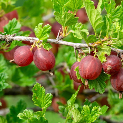 Naschgarten Beeren-Mix, 5er-Set, Höhe 35 cm, Topf 2 Liter Naschgarten Beeren-Mix, 5er-Set, Höhe 35 cm, Topf 2 Liter