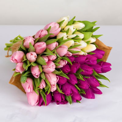 50 Tulpen, weiß, lila & hellrosa