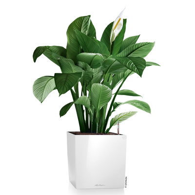 Lechuza 'Cube Premium 30', weiß, ca. 29,5 x 29,5 x H 30 cm Lechuza 'Cube Premium 30', weiß, ca. 29,5 x 29,5 x H 30 cm