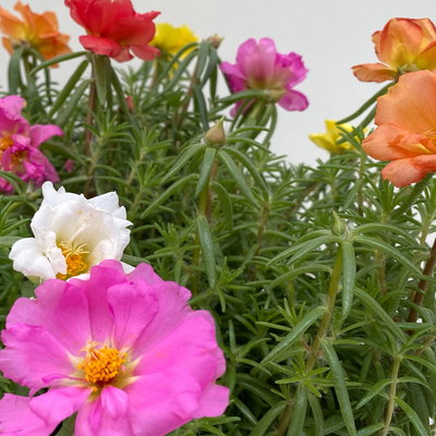 Portulakröschen, bunt, aufrecht, Topf-Ø 13 cm, 6 Pflanzen
