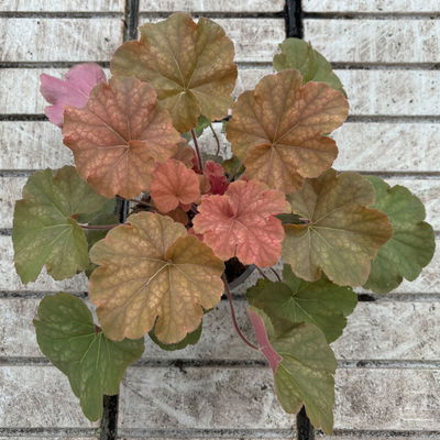 Bio Purpurglöckchen 'Northern Exp. Amber', orange/rot, Topf-Ø 12 cm, 3 Pflanzen Bio Purpurglöckchen 'Northern Exp. Amber', orange/rot, Topf-Ø 12 cm, 3 Pflanzen