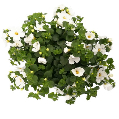 Schneeflockenblume, 6er-Set, weiß, Topf 12 cm Ø Schneeflockenblume, 6er-Set, weiß, Topf 12 cm Ø