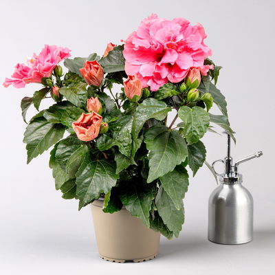 Hibiskus 'Adonicus Double Pink®' pink, gefüllt, Topf-Ø 13 cm, 2 Pflanzen