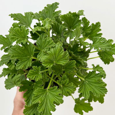 Duftgeranie 'Freshfruity® Orange Fresh', Topf-Ø 12 cm, 6 Pflanzen