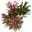 Oleander Farbe zufällig, Busch, Topf-Ø 22 cm, Höhe ca. 60 cm