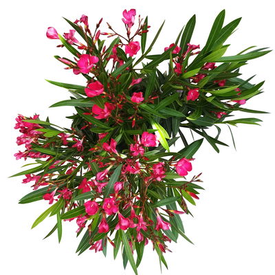 Oleander, Farbe zufällig, Topf-Ø 22 cm, Höhe ca. 60 cm