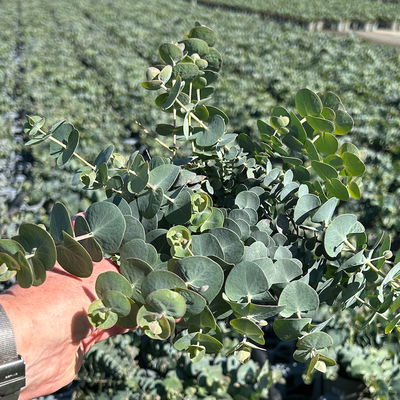 Eukalyptus 'Baby Blue', Topf-Ø 12 cm, 6 Pflanzen