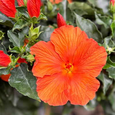 Hibiskus, orange, Stamm, Topf-Ø 17 cm, Höhe ca. 70 cm