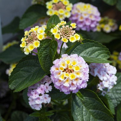 Wandelröschen lila/gelb, Topf-Ø 27 cm