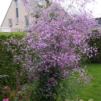 Wiesenraute, hellviolett, Topf 11x11 cm, 3 Pflanzen Wiesenraute, hellviolett, Topf 11x11 cm, 3 Pflanzen