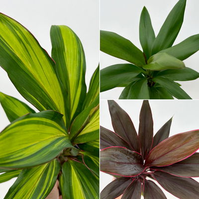 Grünpflanzenkreation Keulenlilien-Dreierlei, Topf-Ø 12 cm, 3 Pflanzen