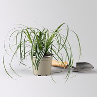 Bio Segge 'Feather Falls', gestreift, Topf-Ø 12 cm, 3 Pflanzen