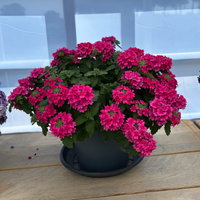 Eisenkraut, pink, Topf-Ø 12 cm, 6 Pflanzen