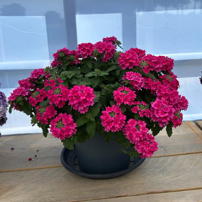 Eisenkraut, pink, Topf-Ø 12 cm, 6 Pflanzen